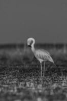 Flamingos im Pampas Lagune Umfeld, la Pampa, Patagonien Argentinien foto