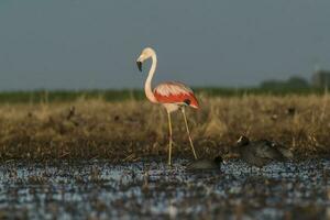 Flamingos im Pampas Lagune Umfeld, la Pampa, Patagonien Argentinien foto