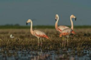 Flamingos im Pampas Lagune Umfeld, la Pampa, Patagonien Argentinien foto