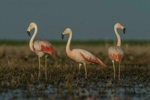 Flamingos im Pampas Lagune Umfeld, la Pampa, Patagonien Argentinien foto