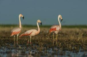 Flamingos im Pampas Lagune Umfeld, la Pampa, Patagonien Argentinien foto