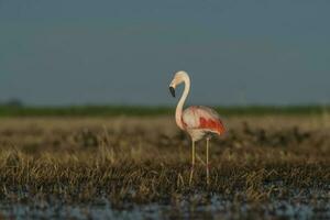 Flamingos im Pampas Lagune Umfeld, la Pampa, Patagonien Argentinien foto