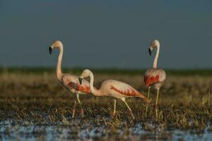 Flamingos im Pampas Lagune Umfeld, la Pampa, Patagonien Argentinien foto