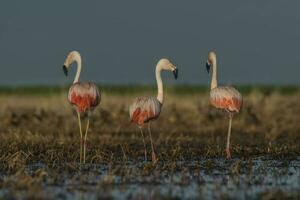 Flamingos im Pampas Lagune Umfeld, la Pampa, Patagonien Argentinien foto