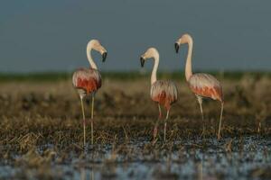 Flamingos im Pampas Lagune Umfeld, la Pampa, Patagonien Argentinien foto