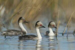 silbrig Haubentaucher im Pampas Lagune Umfeld, Patagonien, Argentinien foto