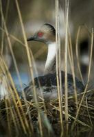 silbrig Haubentaucher im Pampas Lagune Umfeld, Patagonien, Argentinien foto