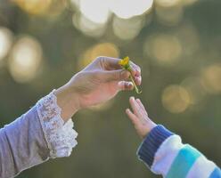 Hand geben ein Blume, Mutter und Sohn foto