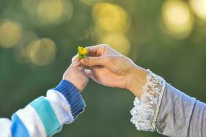 Hand geben ein Blume, Mutter und Sohn foto