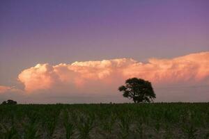 Pampas Baum Landschaft beim Sonnenuntergang, la Pampa Provinz, Argentinien foto