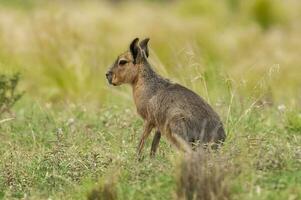 patagonisch Cavi im Pampas Wiese Umfeld, la Pampa Provinz, , Patagonien , Argentinien foto