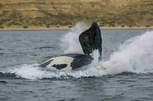 Wal springen, Patagonien foto