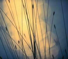 Pampas Gras Landschaft beim Sonnenuntergang, la Pampa Provinz, Argentinien foto