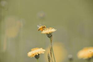 Biene auf Blume, Patagonien, Argentinien foto