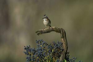 rufous Halsband Spatz, Pampas, Patagonien, Argentinien foto