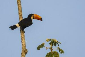 toco Tukan, im Wald Umwelt, Pantanal, Brasilien foto