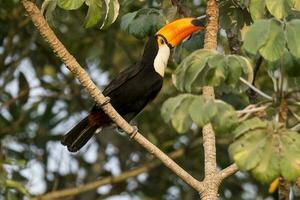 toco Tukan, im Wald Umwelt, Pantanal, Brasilien foto