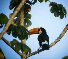 toco Tukan, im Wald Umwelt, Pantanal, Brasilien foto