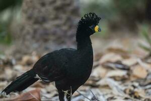 nackt konfrontiert Curassow, im ein Urwald Umfeld, pantanal Brasilien foto