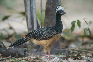 nackt konfrontiert Curassow, im ein Urwald Umfeld, pantanal Brasilien foto