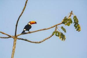 toco Tukan, im Wald Umwelt, Pantanal, Brasilien foto