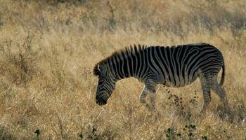 Zebra im das afrikanisch Savanne, foto
