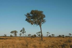 afrikanisch Savanne Landschaft foto