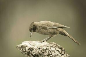 braun Cacholote , Patagonien , Argentinien foto