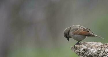 Bucht geflügelt Cowbird foto