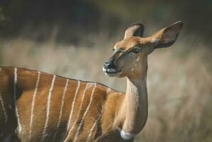 Nyala, Süd Afrika foto