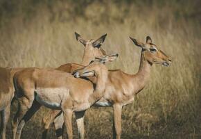 Nyala, Süd Afrika foto