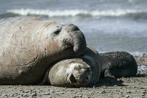 Elefant Siegel Paar Paarung, Halbinsel Valdes, Patagonien, Argentinien foto