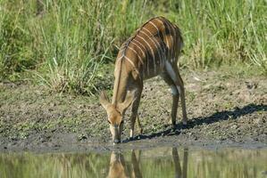 Nyala im afrikanisch Savanne Umfeld, Süd Afrika foto