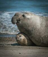 Elefant Siegel Paar Paarung, Halbinsel Valdes, Patagonien, Argentinien foto