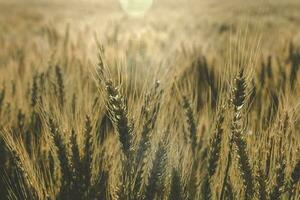 Weizen Spikes, im la Pampa, Argentinien foto