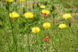 wild Blumen im Frühling, Patagonien, Argentinien foto