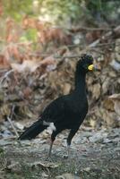 nackt konfrontiert Curassow, im ein Urwald Umfeld, pantanal Brasilien foto