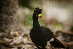 nackt konfrontiert Curassow, im ein Urwald Umfeld, pantanal Brasilien foto