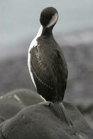 Kaiserliche Kormoran, Zucht Kolonie, Paulet Insel, Antarktis foto