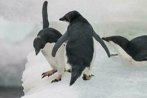 Adelie Pinguin, jugendlich auf Eis, Paulet Insel, Antarktis foto