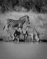 Zebra im das afrikanisch Savanne, foto