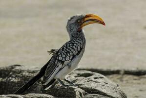 südlicher gelbschnabeliger Nashornvogel foto