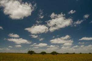 Pampas Baum Landschaft, la Pampa Provinz, Patagonien, Argentinien. foto