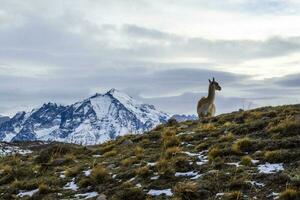 torres del paine National Park Landschaft, Patagonien, Chile. foto