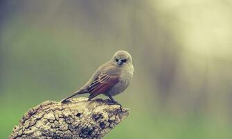 Bucht geflügelt Cowbird foto