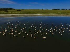 Flamingos Herde im Patagonien, Antenne Ansicht, Argentinien foto