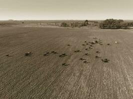 Kühe gefüttert Gras, im Landschaft, Pampas, Patagonien, Argentinien foto