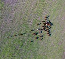 Kühe gefüttert Gras, im Landschaft, Pampas, Patagonien, Argentinien foto