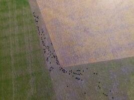 lenkt gefüttert mit natürlich Gras, Pampas, Argentinien foto