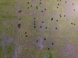 lenkt gefüttert mit natürlich Gras, Pampas, Argentinien foto